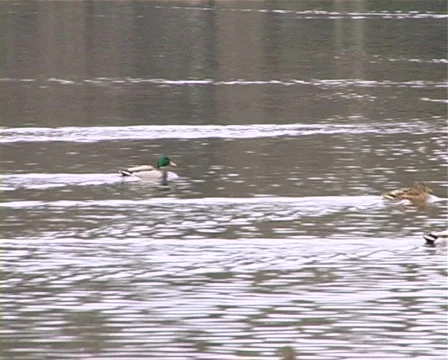 Ducks PAL Stock Footage 492904