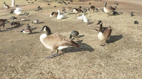 Ducks in the Park 2 Stock Footage 45886338