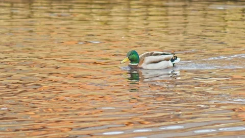 Ducks in the park close up Vídeo Stock 106262303