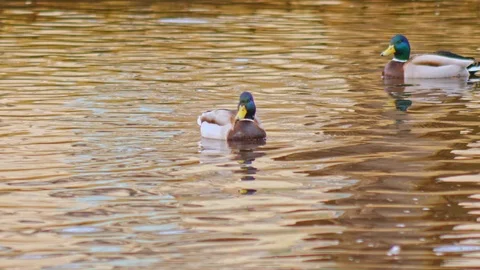 Ducks in the park close up Stock Footage 106262425