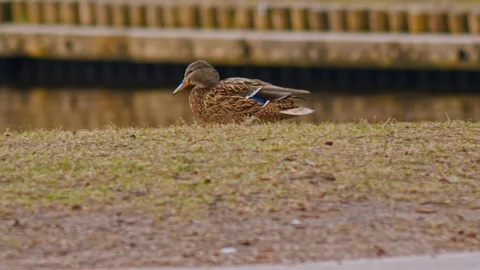 Ducks in the park close up Stock-Footage 106262532