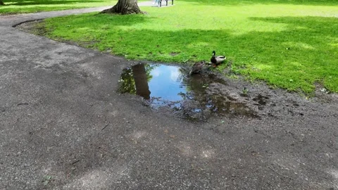 Ducks in a park drinking from a pond Stock Footage 318494579