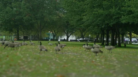 Ducks in Park Focus Changes Vídeo Stock 127736909