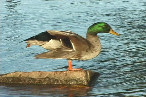 Ducks in a park Stock Footage