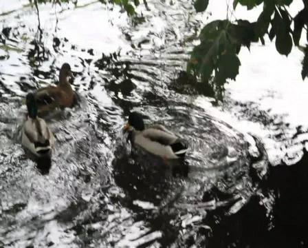 Ducks in park Stock Footage 858247
