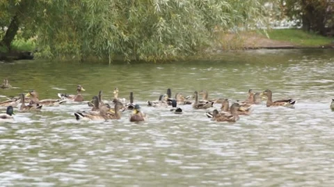 Ducks in park Stock Footage 8660356