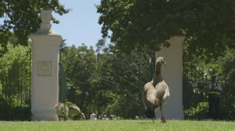 Ducks in park Stock Footage 25231413