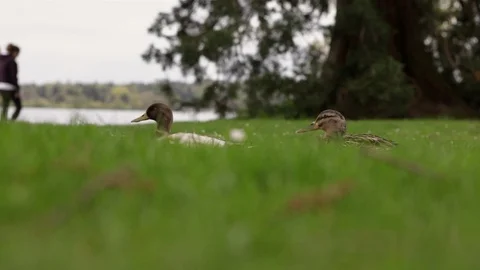 Ducks in the park Video stock 106351212