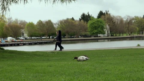 Ducks in the park Stock Footage 106351795