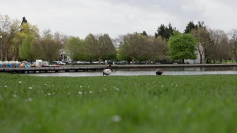 Ducks in the park Stock Footage 106351892