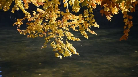 Ducks in the park Stock Footage 120169703