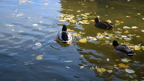 Ducks in the park Stock Footage 120209127