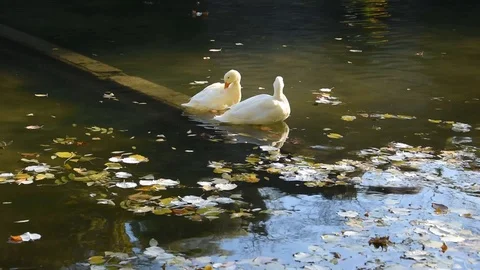 Ducks in the park Stock Footage 120234193