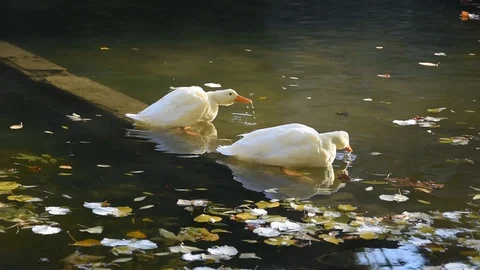 Ducks in the park Stock Footage 120234279