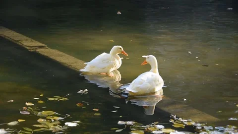 Ducks in the park Stock Footage 120236323