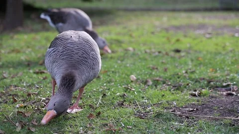 Ducks in a park Video stock 122138601