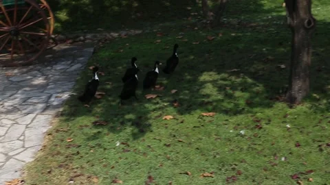 Ducks in the park Stock Footage 141373377