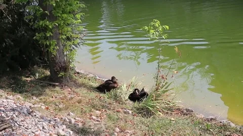 Ducks in the park Stock Footage