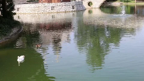 Ducks in the park Stock Footage 141375271