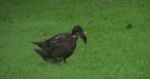 Ducks in the Park Stockbeeldmateriaal 168388510