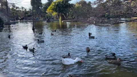 Ducks in the park 스톡 동영상 231047215