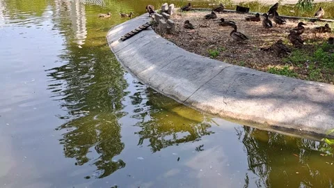 Ducks at the Park Footage Video stock 248543147