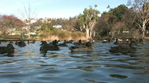 Ducks in Park Lake 2 Stock Footage 10591636