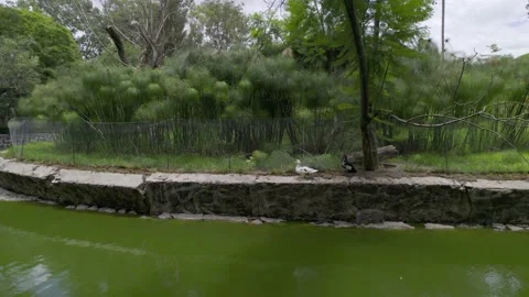 Ducks in a park lake Stock Footage 157314481