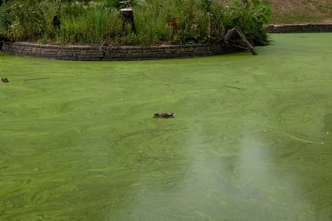 Ducks in the park Stock Photos