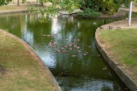 Ducks in the park Stock Photos