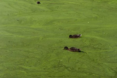 Ducks in the park Stock Photos