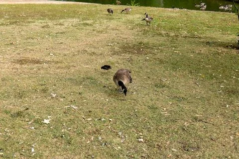 Ducks in the park Stock Photos