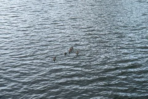 Ducks in the park Stock Photos