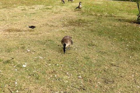 Ducks in the park Stock Photos