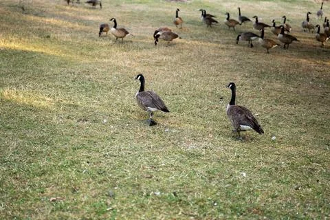 Ducks in the park Stock Photos