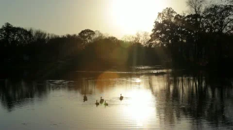 Ducks in park pond at glowing sunset, with lens flare Stock Footage 12372597