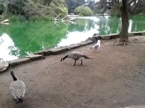 Ducks in the park, in San Francisco Stock Footage 146240187