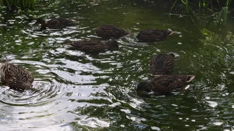 Ducks in the park on a summer afternoon walk on the grass and swim in the lily p Stock-Footage 277970577