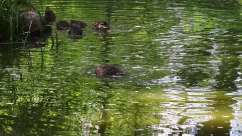 Ducks in the park swim in the pond next to the water lilies on a summer day Video stock 277971357