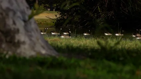 Ducks In The Park Swimming Video stock 48817079