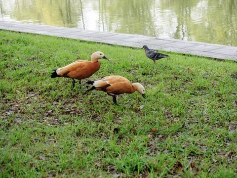 Ducks in the Park on vacation Stock Photos