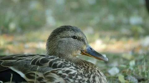 Ducks in a park, Warsaw Video stock 56240094