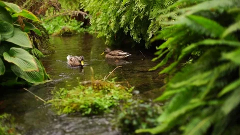 Ducks Pass Each other in Stream Surrounded by Ferns Stock Footage 74297223