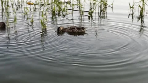 A ducks peacefully swims in a pond in evening, surrounded by lush greenery 库存影片 279088902