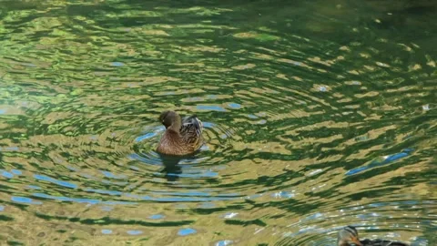 A ducks peacefully swims in a pond, surrounded by lush greenery Vidéo 278892176