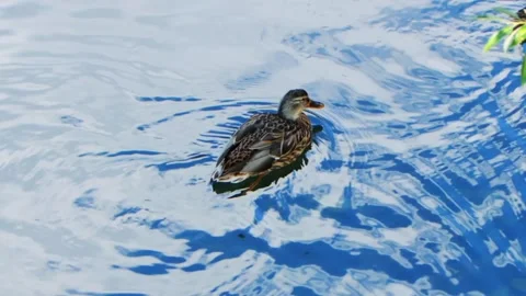 A ducks peacefully swims in a pond, surrounded by lush greenery Vidéo 278892253