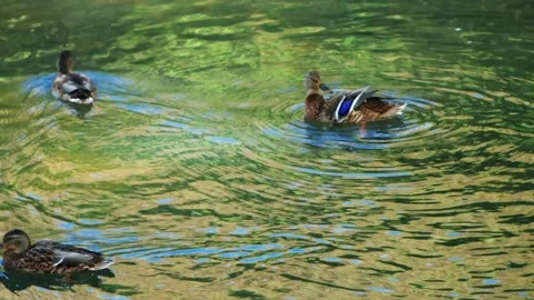A ducks peacefully swims in a pond, surrounded by lush greenery Vídeo Stock 278892329