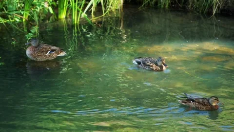 A ducks peacefully swims in a pond, surrounded by lush greenery Vidéo 278892403