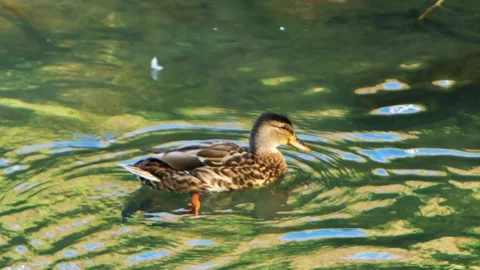 A ducks peacefully swims in a pond, surrounded by lush greenery Vidéo 278892473