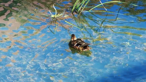 A ducks peacefully swims in a pond, surrounded by lush greenery Vidéo 278892574